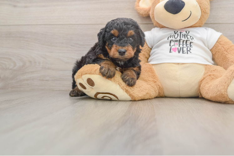 Fluffy Pudle Purebred Puppy