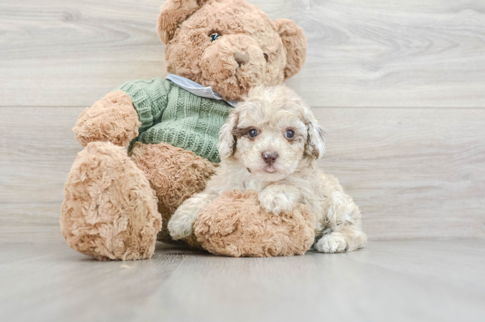 7 week old Poodle Puppy For Sale - Windy City Pups