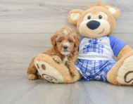 8 week old Poodle Puppy For Sale - Windy City Pups