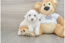 Best Poodle Baby