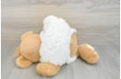 Poodle Puppy for Adoption