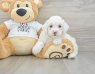 7 week old Poodle Puppy For Sale - Windy City Pups