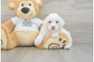 Akc Registered Poodle Baby