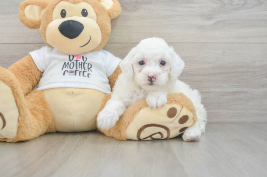 Akc Registered Poodle Baby