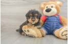 Poodle Pup Being Cute