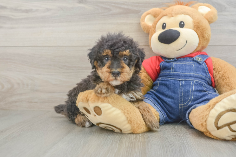 Poodle Pup Being Cute
