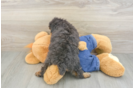 Adorable Pooodle Purebred Puppy