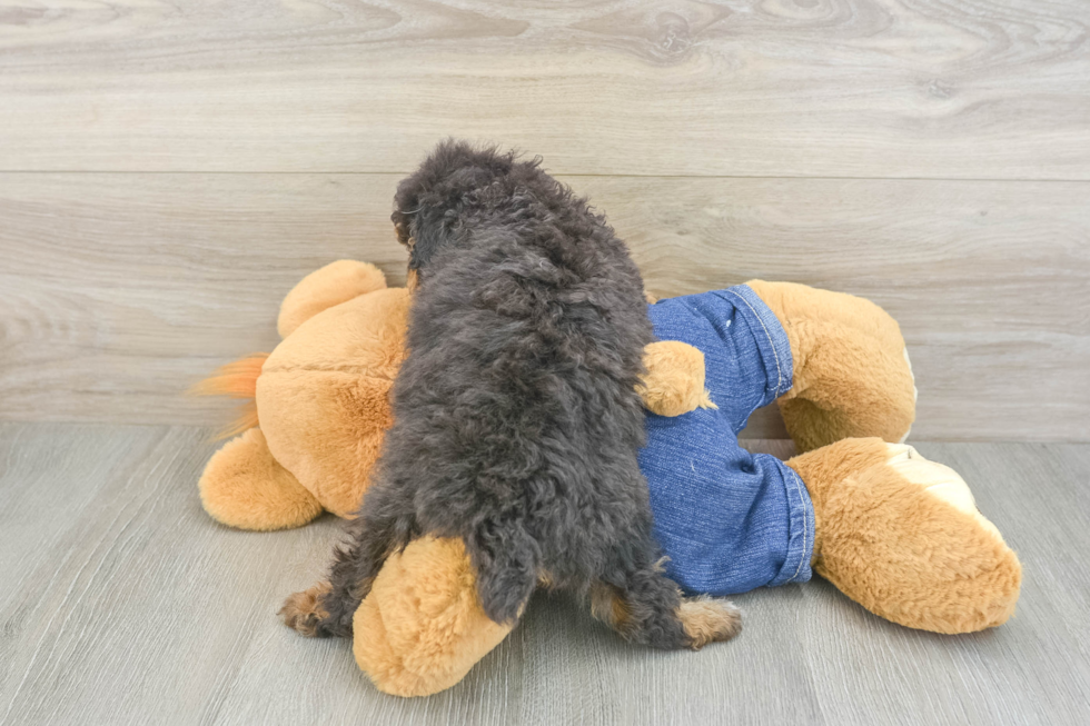 Adorable Pooodle Purebred Puppy