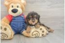 Hypoallergenic Poodle Baby