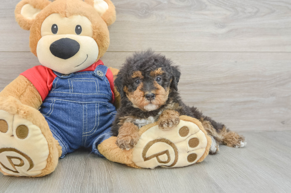 5 week old Poodle Puppy For Sale - Windy City Pups