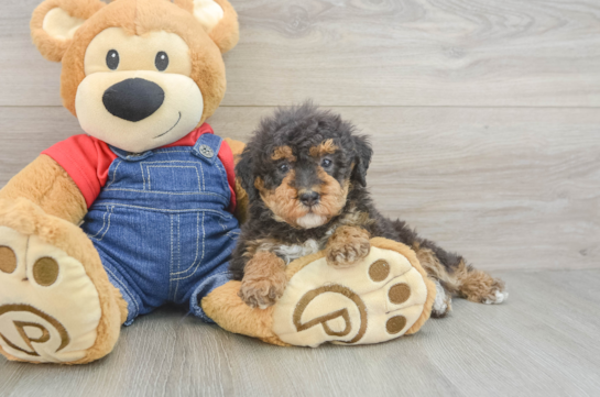 Hypoallergenic Poodle Baby