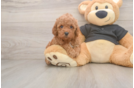 Akc Registered Poodle Baby