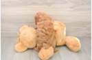 Hypoallergenic Poodle Purebred Pup