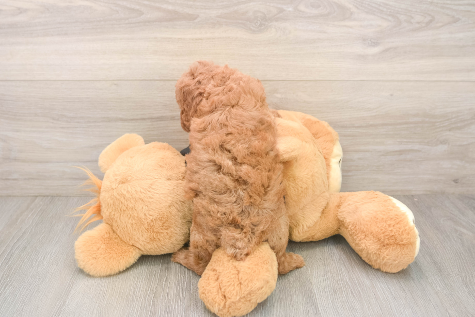 Hypoallergenic Poodle Purebred Pup