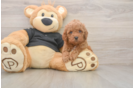 Best Poodle Baby