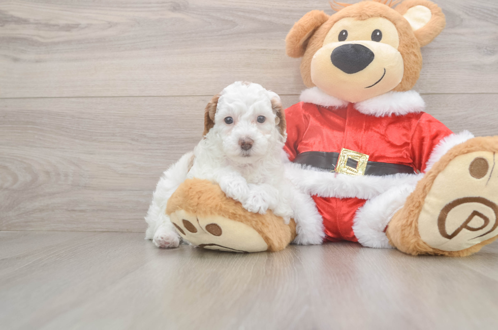 6 week old Poodle Puppy For Sale - Windy City Pups