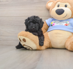 7 week old Poodle Puppy For Sale - Windy City Pups