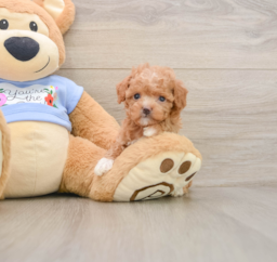 6 week old Poodle Puppy For Sale - Windy City Pups