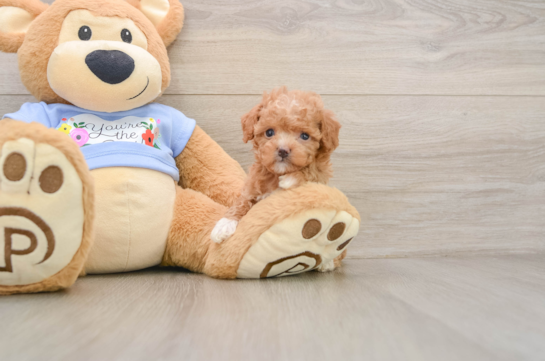 ANGELO, a Poodle littermate
