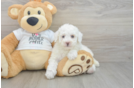 Best Poodle Baby