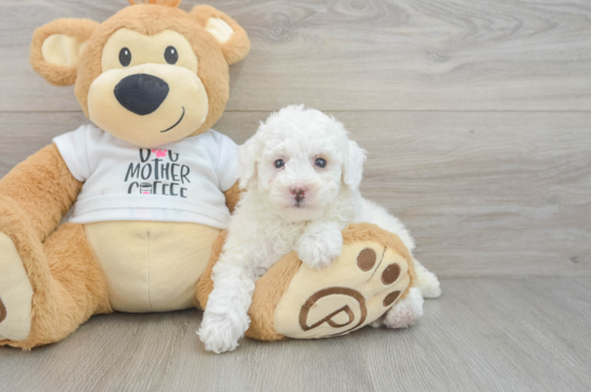 Best Poodle Baby