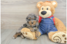 Poodle Pup Being Cute