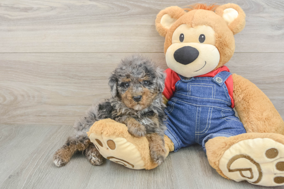 Poodle Pup Being Cute