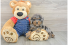 Poodle Puppy for Adoption