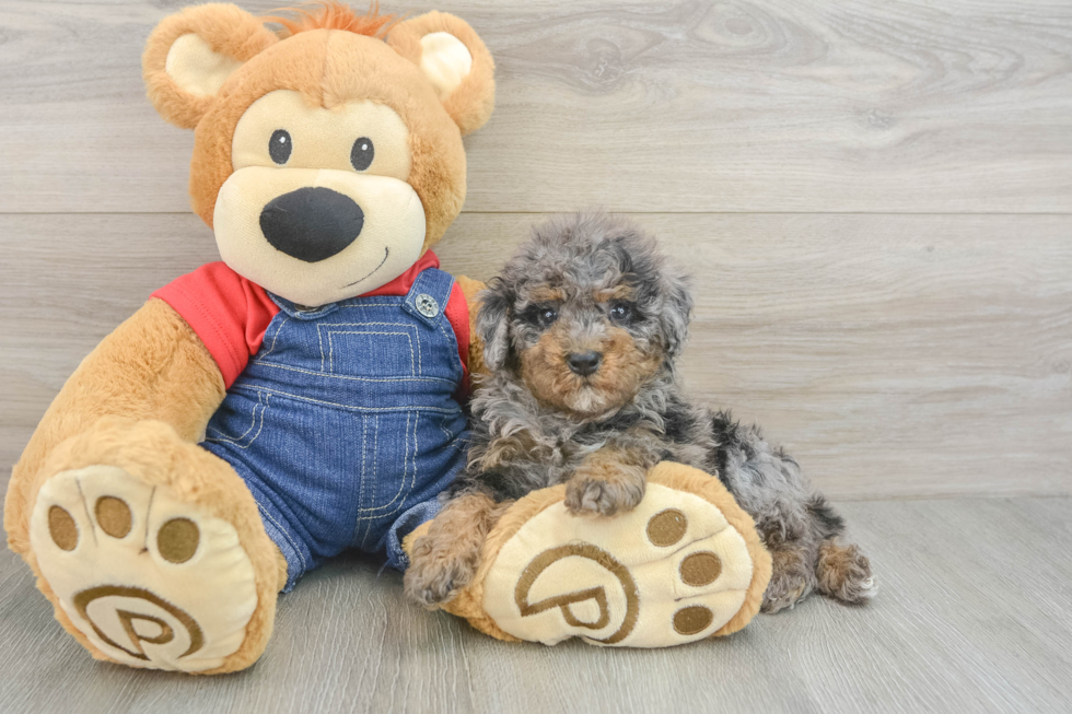 Poodle Puppy for Adoption