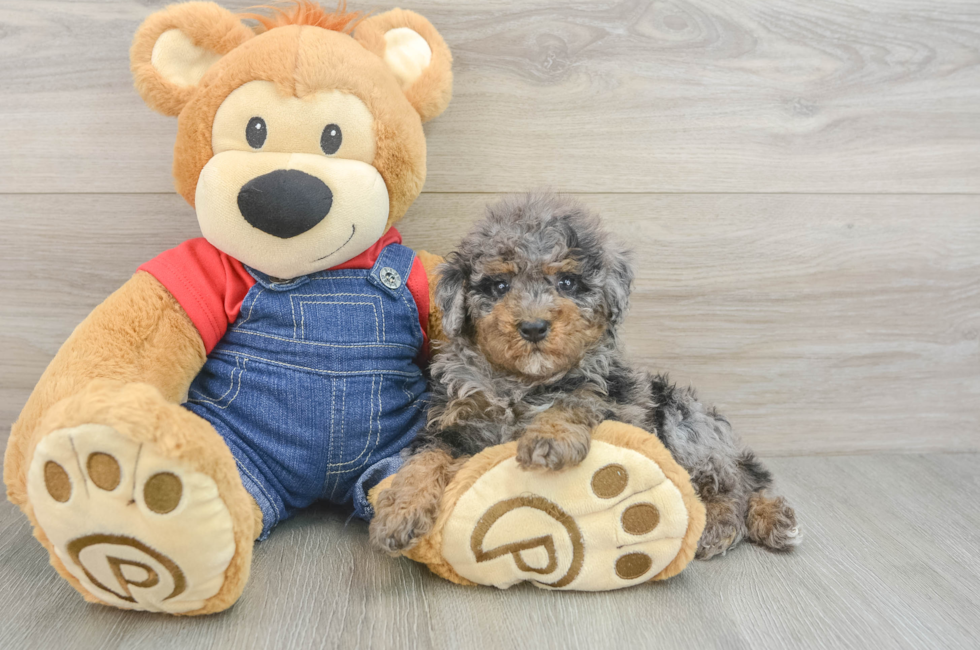 5 week old Poodle Puppy For Sale - Windy City Pups