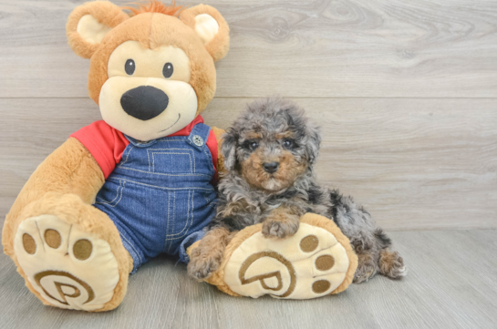 Poodle Puppy for Adoption
