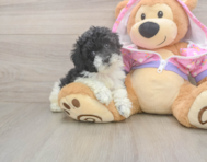 8 week old Poodle Puppy For Sale - Windy City Pups