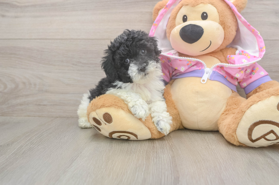 6 week old Poodle Puppy For Sale - Windy City Pups