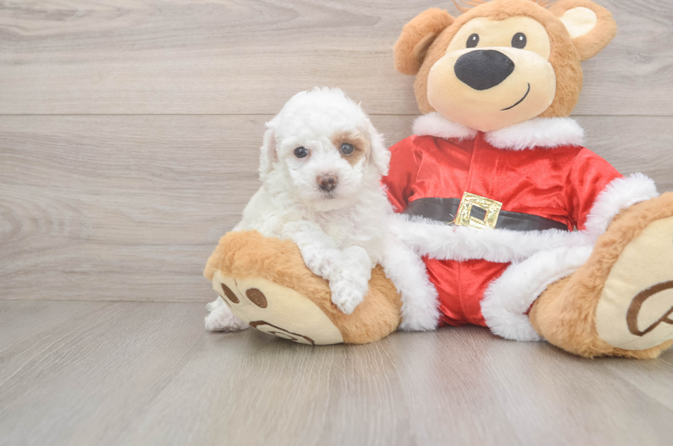 6 week old Poodle Puppy For Sale - Windy City Pups