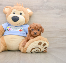 6 week old Poodle Puppy For Sale - Windy City Pups