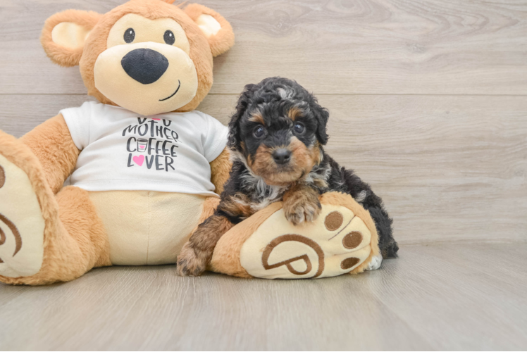 Poodle Puppy for Adoption
