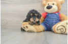 Poodle Puppy for Adoption