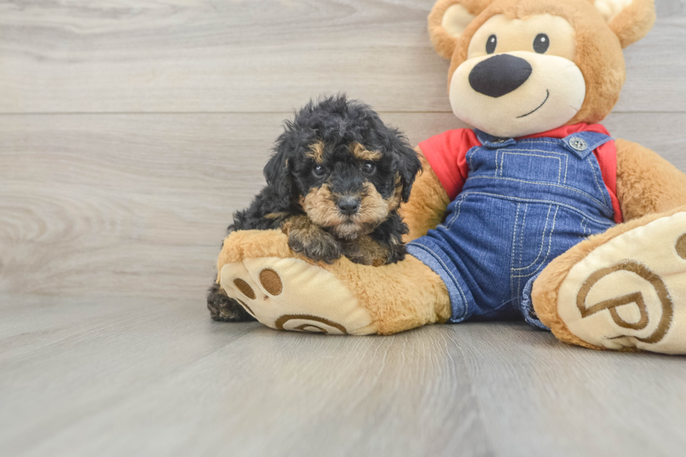 Poodle Puppy for Adoption