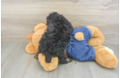 Little Poodle Purebred Pup