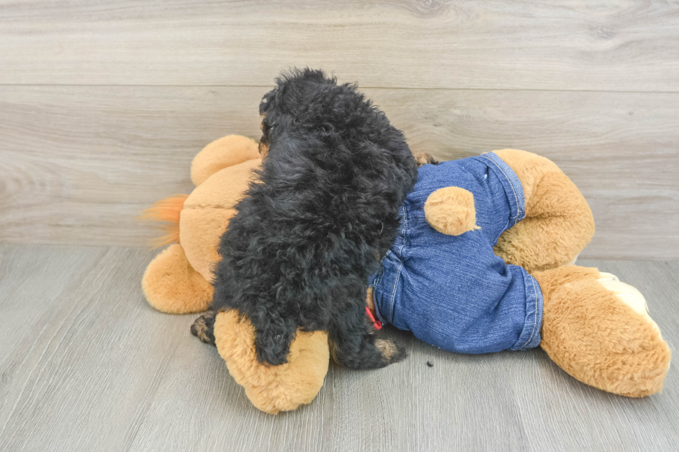 Little Poodle Purebred Pup