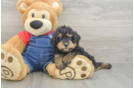 Hypoallergenic Poodle Baby