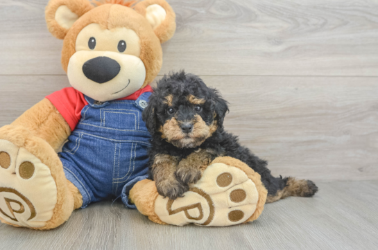 Hypoallergenic Poodle Baby