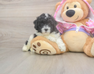 8 week old Poodle Puppy For Sale - Windy City Pups