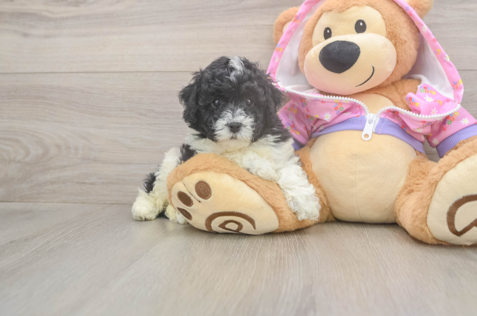6 week old Poodle Puppy For Sale - Windy City Pups