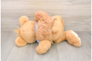 Akc Registered Poodle Baby