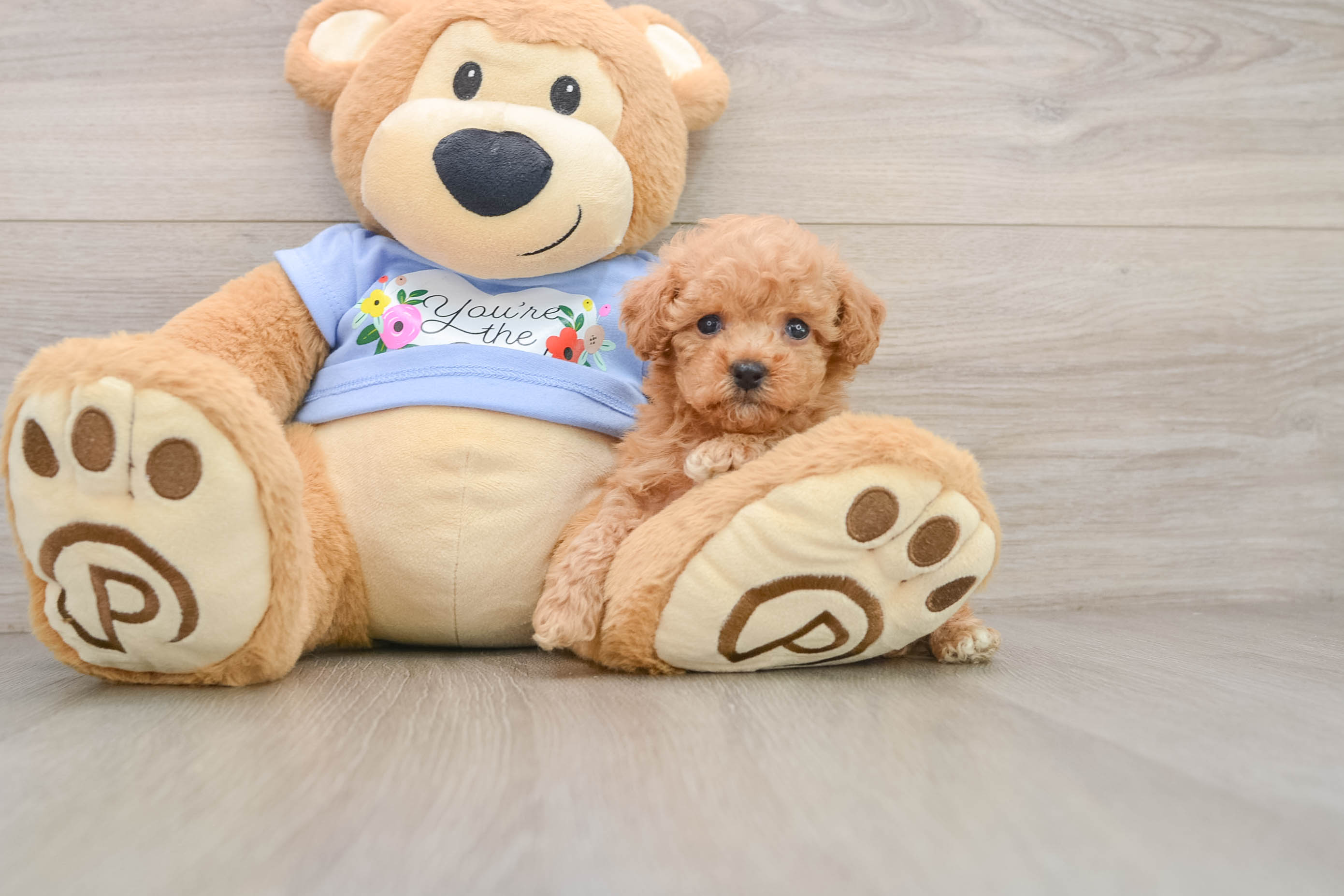 Poodle Puppy for Adoption