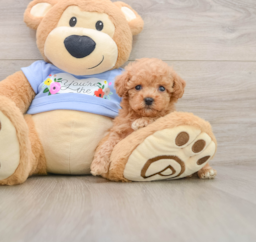 6 week old Poodle Puppy For Sale - Windy City Pups
