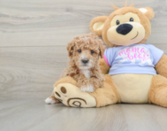 6 week old Poodle Puppy For Sale - Windy City Pups