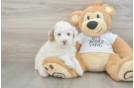 Small Poodle Baby