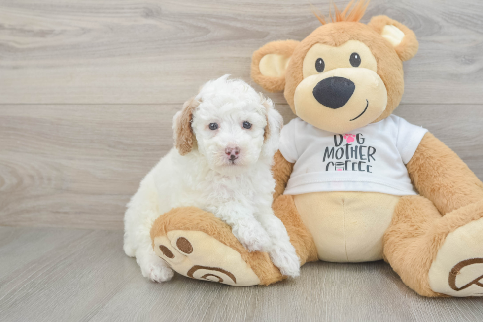 Small Poodle Baby